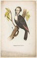 Woodpecker (William B. Gihon), from "The Comic Natural History of the Human Race", Henry Louis Stephens  American, Color lithograph with watercolor and gum