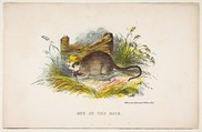 One of the Rats, from "The Comic Natural History of the Human Race", Henry Louis Stephens  American, Color lithograph with watercolor and gum