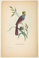 Milliner Bird (Minnie Doyle), from "The Comic Natural History of the Human Race", Henry Louis Stephens  American, Color lithograph with watercolor and gum