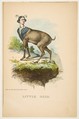 Little Dear, from "The Comic Natural History of the Human Race", Henry Louis Stephens  American, Color lithograph with watercolor and gum