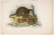 Wharf Rat, from "The Comic Natural History of the Human Race", Henry Louis Stephens  American, Color lithograph with watercolor and gum