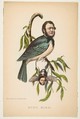 King Bird (Robert P. King and Alexander Baird), from "The Comic Natural History of the Human Race", Henry Louis Stephens  American, Color lithograph with watercolor and gum