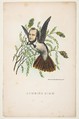 Humming Bird (Thomas B. Florence), from "The Comic Natural History of the Human Race", Henry Louis Stephens  American, Color lithograph with watercolor and gum