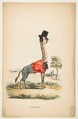 Giraffe (John E. Owens as Jakey), from "The Comic Natural History of the Human Race", Henry Louis Stephens  American, Color lithograph with watercolor and gum