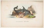 Gudgeon and Shark, from "The Comic Natural History of the Human Race", Henry Louis Stephens  American, Color lithograph with watercolor and gum
