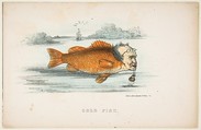 Gold Fish (Francis M. Drexel), from "The Comic Natural History of the Human Race", Henry Louis Stephens  American, Color lithograph with watercolor and gum
