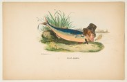 Mac-Arel, from "The Comic Natural History of the Human Race", Henry Louis Stephens  American, Color lithograph with watercolor and gum