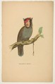 Gallows Bird, from "The Comic Natural History of the Human Race", Henry Louis Stephens  American, Color lithograph with watercolor and gum