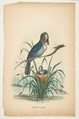 Widow Bird, from "The Comic Natural History of the Human Race", Henry Louis Stephens  American, Color lithograph with watercolor and gum