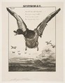 Le Canard, Félix Bracquemond French, Etching; fourth state of four