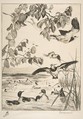 Vanneaux et Sarcelles, Félix Bracquemond  French, Etching; second state of three