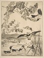 Vanneaux et Sarcelles, Félix Bracquemond  French, Etching; second state of three