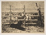 Moutons Parqués, Félix Bracquemond  French, Etching; second state of two