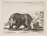 Bear, plate 4 from "Various Animals" (Diversi Animali), Stefano della Bella Italian, Etching; second state of three (De Vesme)