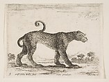 Leopard, plate 9 from "Various Animals" (Diversi Animali), Stefano della Bella Italian, Etching; second state of three (De Vesme)