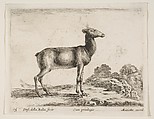 Doe, plate 15 from "Various Animals" (Diversi Animali), Stefano della Bella Italian, Etching; second state of three (De Vesme)