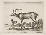 Stag, plate 16 from "Various Animals" (Diversi Animali), Stefano della Bella Italian, Etching; second state of three (De Vesme)