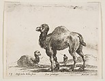 Camels, plate 17 from "Various Animals" (Diversi Animali), Stefano della Bella Italian, Etching; second state of three (De Vesme)