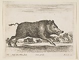 Wild boar, plate 19 from "Various Animals" (Diversi Animali), Stefano della Bella Italian, Etching; second state of three