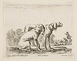 Two hounds, plate 23 from "Various Animals" (Diversi Animali), Stefano della Bella Italian, Etching; second state of three (De Vesme)
