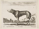 Wolf, plate 20 from "Various Animals" (Diversi Animali), Stefano della Bella Italian, Etching; second state of three (De Vesme)