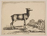 Plate 15: Doe, from "Various animals" (Diversi animali), Stefano della Bella Italian, Etching; third state of three (De Vesme)