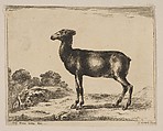 Plate 15: doe, from 'Various animals' (Diversi animali), Anonymous, 17th century, Etching; reverse copy