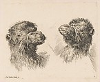 Two Camel Heads, Stefano della Bella Italian, Etching