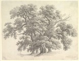 Study of Oak Trees (recto), Carl Wilhelm Kolbe (German, Berlin 1759–1835 Dresden), Black chalk