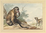 A Monkey Sitting on a Rock Looking at a Civet, Aert Schouman  Netherlandish, Black chalk and watercolor