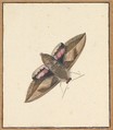 A Moth, Nicolaas Struyk  Dutch, Pen and black ink and watercolor, over touches of graphite