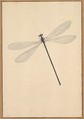 A Dragonfly, Nicolaas Struyk  Dutch, Pen and black ink and watercolor, over touches of graphite