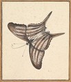 A Butterfly, Nicolaas Struyk  Dutch, Pen and black ink and watercolor, over touches of graphite