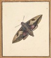 A Moth, Nicolaas Struyk  Dutch, Pen and black ink and watercolor, over touches of graphite
