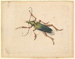 Green Beetle with Brown Legs, Vincent Laurensz van der Vinne Dutch, Watercolor