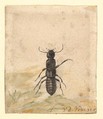 A Black Beetle, Vincent Laurensz van der Vinne Dutch, Watercolor