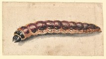 A Caterpillar, Vincent Laurensz van der Vinne Dutch, Watercolor with gum arabic