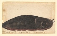 A Slug, Vincent Laurensz van der Vinne Dutch, Watercolor