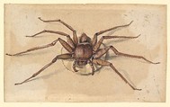 A Spider, Vincent Laurensz van der Vinne Dutch, Watercolor