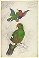 Eclectus Roratus Polychloros, Edward Lear British, Watercolor and gouache (bodycolor) over graphite or chalk