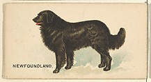 Newfoundland, from the Dogs of the World series for Old Judge Cigarettes, Goodwin & Company, Commercial color lithograph