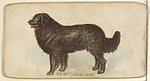 Newfoundland, from the Dogs of the World series for Old Judge Cigarettes, Goodwin & Company, Commercial color lithograph