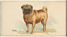 Pug, from the Dogs of the World series for Old Judge Cigarettes, Goodwin & Company, Commercial color lithograph