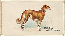Siberian Wolf Hound, from the Dogs of the World series for Old Judge Cigarettes, Goodwin & Company, Commercial color lithograph