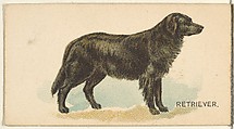 Retriever, from the Dogs of the World series for Old Judge Cigarettes, Goodwin & Company, Commercial color lithograph
