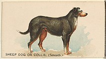 Sheep Dog or Collie (Smooth), from the Dogs of the World series for Old Judge Cigarettes, Goodwin & Company, Commercial color lithograph