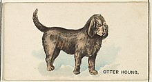 Otter Hound, from the Dogs of the World series for Old Judge Cigarettes, Goodwin & Company, Commercial color lithograph