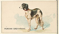Persian Greyhound, from the Dogs of the World series for Old Judge Cigarettes, Goodwin & Company, Commercial color lithograph