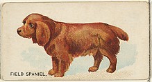 Field Spaniel, from the Dogs of the World series for Old Judge Cigarettes, Goodwin & Company, Commercial color lithograph