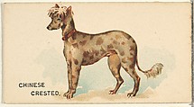 Chinese Crested, from the Dogs of the World series for Old Judge Cigarettes, Goodwin & Company, Commercial color lithograph